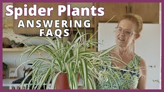 GROWING SPIDER PLANTS Answering FAQs [upl. by Nedap84]