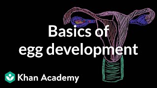 Basics of egg development  Reproductive system physiology  NCLEXRN  Khan Academy [upl. by Vin]