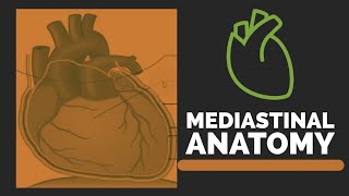 Mediastinum  Mediastinum Anatomy [upl. by Vedi]