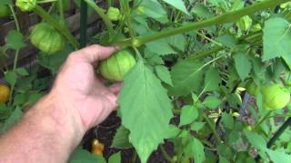 Growing Tomatillos and Jalapeno peppers [upl. by Soren]