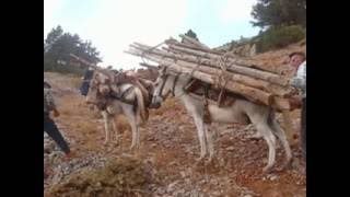 DOĞAN DOĞAN  DUMAN SARMIŞ ELBİSTAN OVASINI [upl. by Nolad]