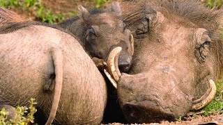 The Smart Way Warthogs Keep Insects at Bay [upl. by Ehc135]