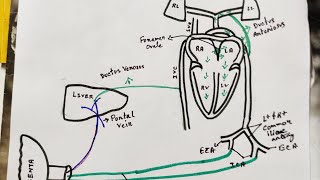 fetal circulation easy to understand [upl. by Mundy]