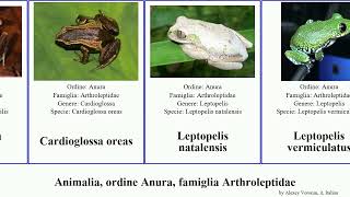 Animalia ordine Anura famiglia Arthroleptidae gracilis robustus natalensis Cardioglossa Army [upl. by Enrobyalc]