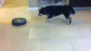 Shiba Inu is Mad at Roomba [upl. by Teodor]