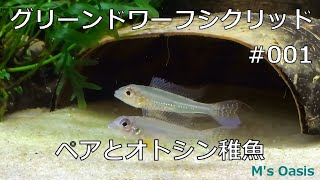 グリーンドワーフシクリッド 001 ペアとオトシン稚魚 A pair of Biotoecus opercularis [upl. by Cymbre814]