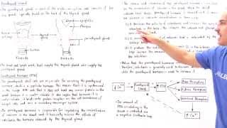 Parathyroid Gland [upl. by Ettelohcin978]