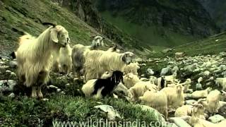 Herd of Pashmina goats in high altitude Himalayan meadow [upl. by Ferneau]