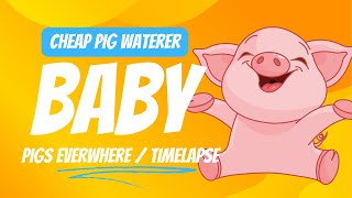 We have little pigs cheap pig water and piggy time lapse [upl. by Matusow]