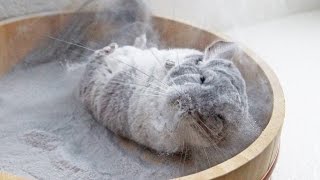 Chinchilla takes incredible dust bath in Super Slomo 120fps [upl. by Katherin]