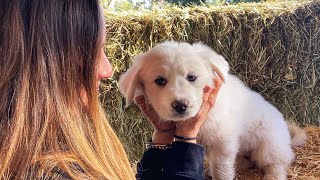 Great Pyrenees Puppy Livestock Guardian Dog in Training [upl. by Lidah515]