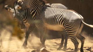 A Zebra Dance At The LA Zoo [upl. by Isayg]