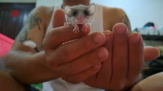 PLAYING WITH MY DORMOUSETUPAI MINIAFRICAN PYGMY DORMOUSE睡鼠 [upl. by Erusaert]