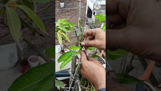 Mango tree grafting techniques shortsvideo gardening mangografting [upl. by Norah]