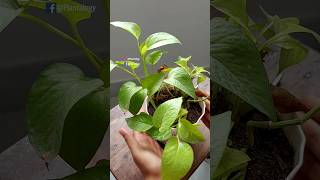 Rescue Plants  Pothos  Pothos Plant Care [upl. by Auqinehs]