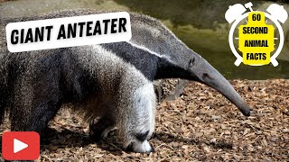 Giant Anteater Appetite Unleashed 🐜🍽️  60 Second Animal Facts [upl. by Llenrap]