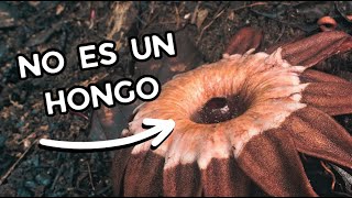 Plantas que Juegan a ser Hongos [upl. by Alleroif]