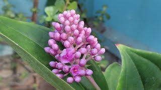 Medinilla plant care [upl. by Nemra]