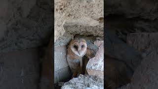 Young Barn Owl screaming [upl. by Hsivat195]