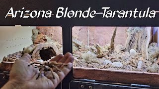 Desert Tarantula Setup [upl. by Rianna]