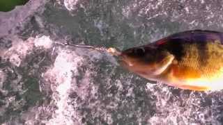 West Okoboji Lake Iowa Ice fishing perch sight fishing tipsPerch feeding off the bottom [upl. by Anatsirhc]