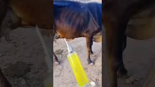 Intramuscular injection in cow shorts viral Veterinary [upl. by Avon42]