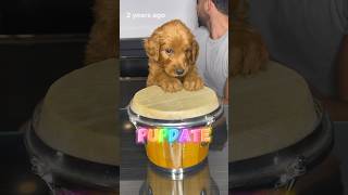 Pupdate Where are they now goldendoodle puppies doodlepuppy [upl. by Ettessil]