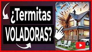 🔴 Cómo Eliminar TERMITAS VOLADORAS de Tu Hogar [upl. by Eetnuahs149]