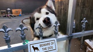 If huskies could talk what would they say😂 Funniest Dog Ever [upl. by Rois]