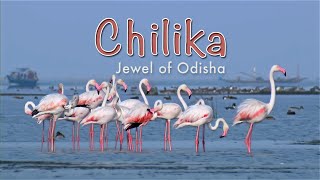 Chilika Jewel Of Odisha HD [upl. by Ecaj125]