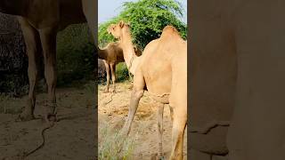 Amazing dance by female camel with male camel in thar desert camels camellife cameldance shorts [upl. by Demy930]