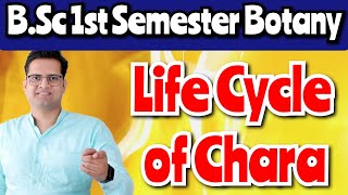 Life Cycle of Chara bedkdian mjpru bsc1stsemester botany [upl. by Purse3]