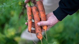 Our Supplier Story  Yorkshire Greens Carrots [upl. by Anoid]