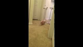 Mini Pig Runs Like Crazy [upl. by Eivi63]