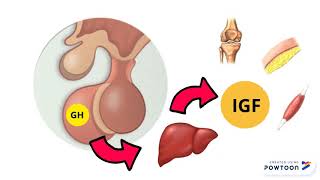 Hormona del crecimiento GH [upl. by Iana]
