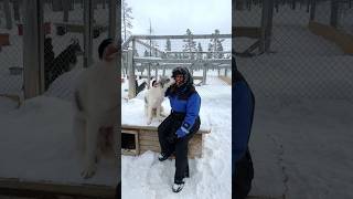 Playing with the cutest HUSKIES in LAPLAND 😍 lapland husky [upl. by Polik860]