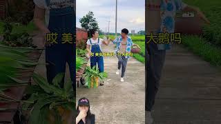 BEBEK HILANG SIAPA YANG AMBIL ‼️shorts funny dubbing [upl. by Gilba]