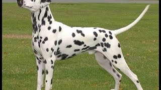 dalmatians dogs breeds [upl. by Lentha812]