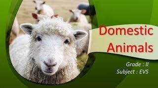 Domestic Animals  Grade I amp II EVS  CBSE [upl. by Mickelson868]