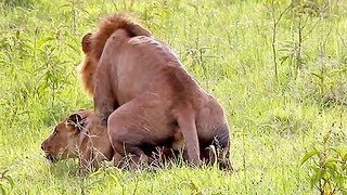 Wild Lions Mating in Africa Video [upl. by Othilie]