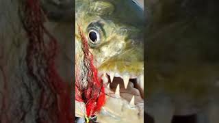 यह मछली मगरमच्छ को भी शिकार बना लेती है 😱 TigerFish vs Crocodile [upl. by Cock]