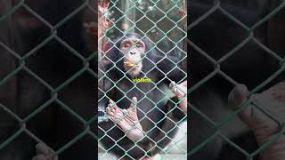 Chimpanzee attacks 🐒 attack chimpanzee monkey viralvideo history [upl. by Summons]