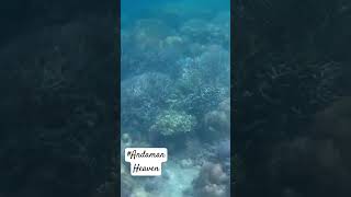 Andamana must visit place in your lifeheavencoral beautiesshortsyoutubeshortsviralvideo [upl. by Witt]