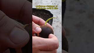 Germinando semilla de aguacate🌱🥑 plantas huerto huertourbano [upl. by Menides]