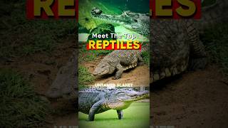 Crocodiles Alligators Gharials Whats The Difference 🤔 shorts ytshorts gk comparison [upl. by Isnan]