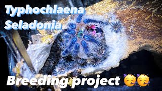 Typhochlaena seladonia breeding project [upl. by Grogan]