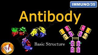 Detailed Antibody Structure FLImmuno35 [upl. by Oona]