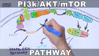 PI3kAKTmTOR Pathway [upl. by Maller]