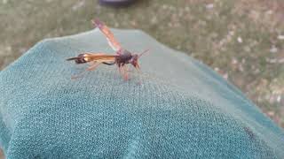 pin waisted paper wasp Belonogasterjuncea colonialis like its banana yellow 🟡 spots [upl. by Onailerua69]