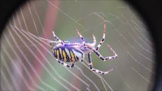 argiope spiderweb 15082024 Holopainen saxophone violin bass trumpet guitar [upl. by Aigroeg]